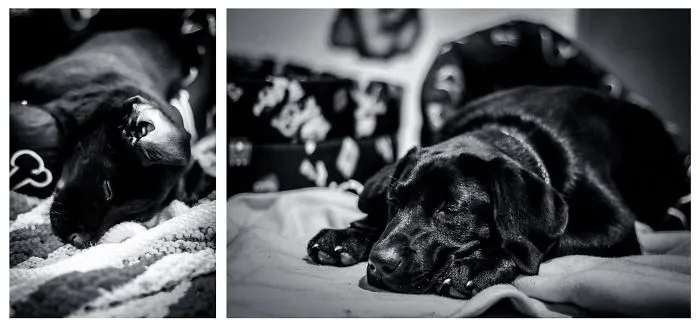 Chilli, 3 Months Apart..