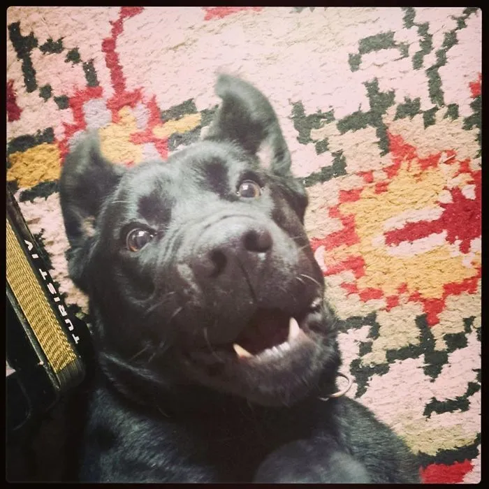 Argo, Labrador :)