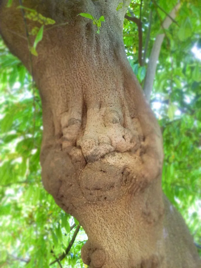 Tree Witch?