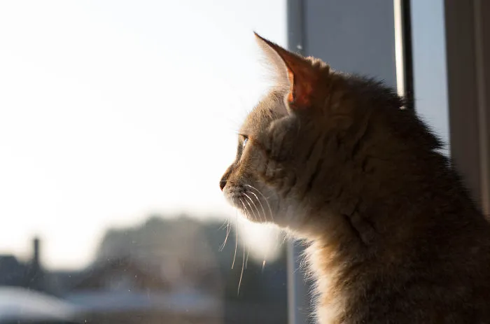 Pixel At The Window