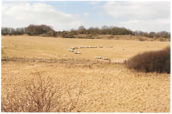 Lambhenge!