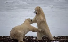 18 Photos That Show Why Bored Polar Bears Are Awesome
