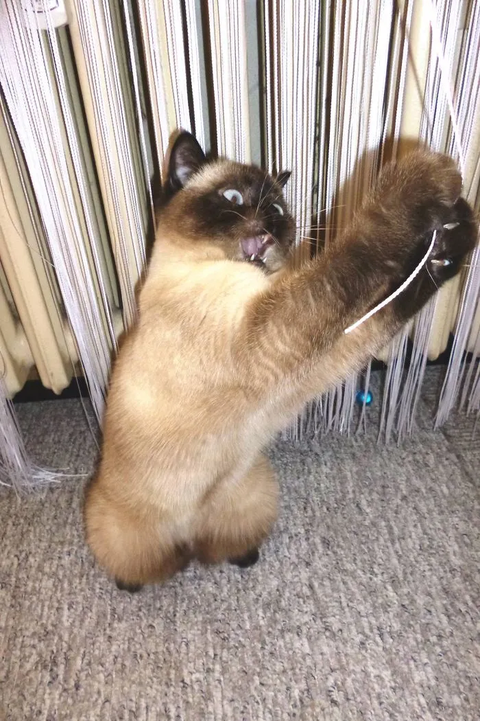 Jumping Cats At Play Look Like Ninjas 
