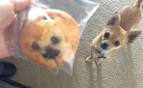 Dogs That Look Like Something Else