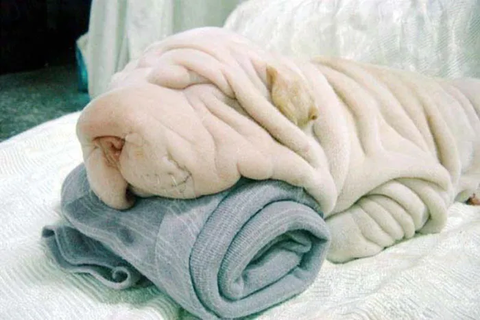 Shar Pei Looks Like A Towel
