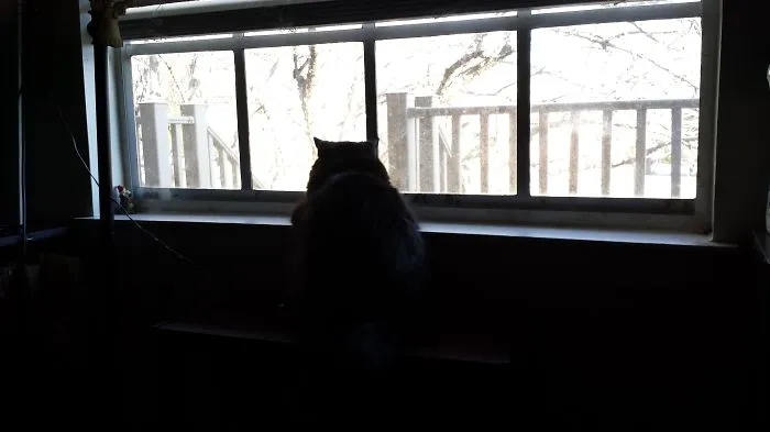 Hurry Home Daddy
