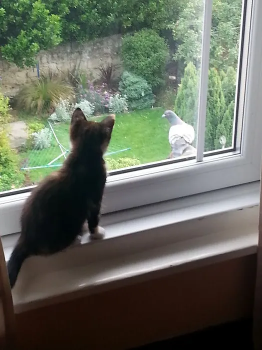 Jude And A Pigeon