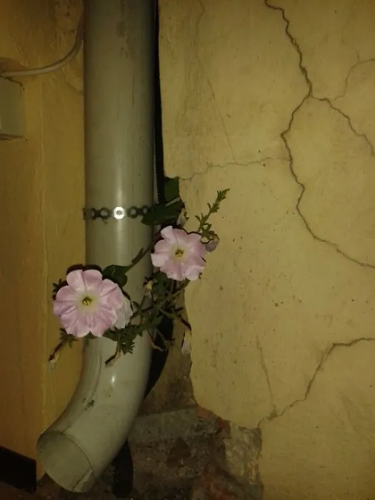Petunia