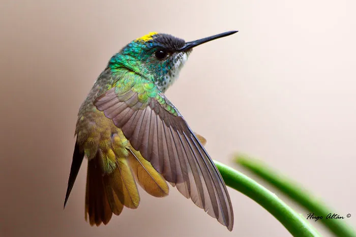 Azure Crowned Hummingbird. Guatemala, Central America. Hugo Altán