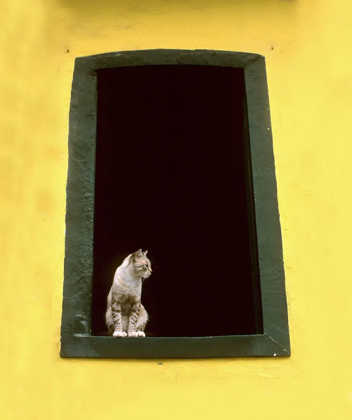 "purrfect Spot Ii"