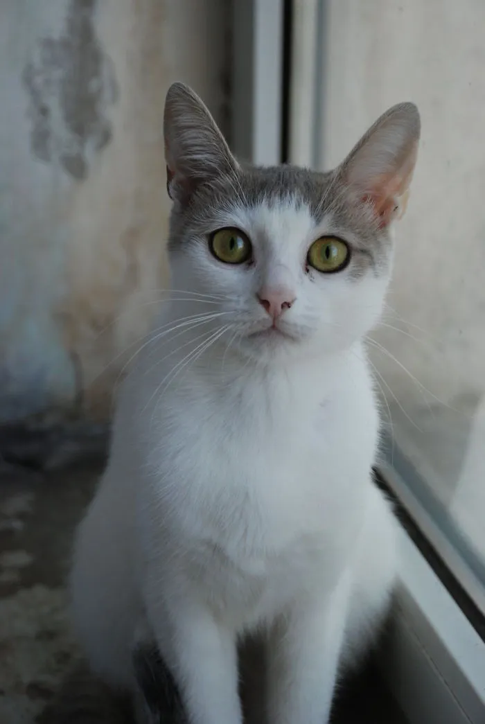 The Cat