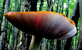 The Mystical World Of Mushrooms Captured In Photos
