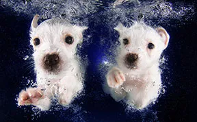 New Playful Underwater Puppy Photo Series By Seth Casteel