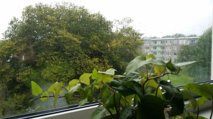 Drizzles...