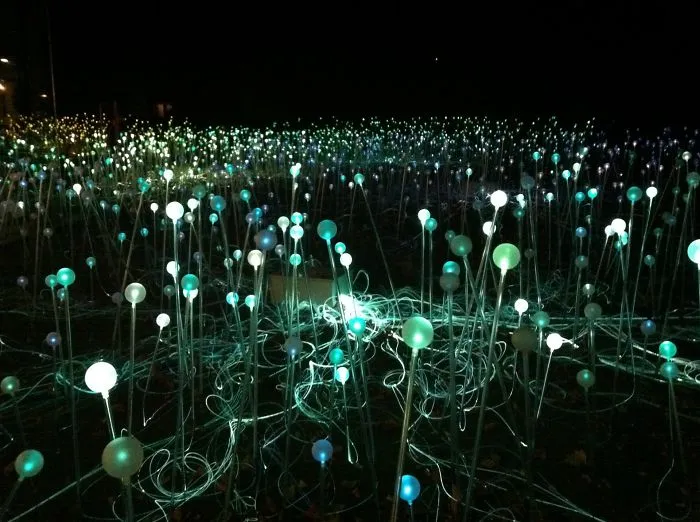 Fields Aglow