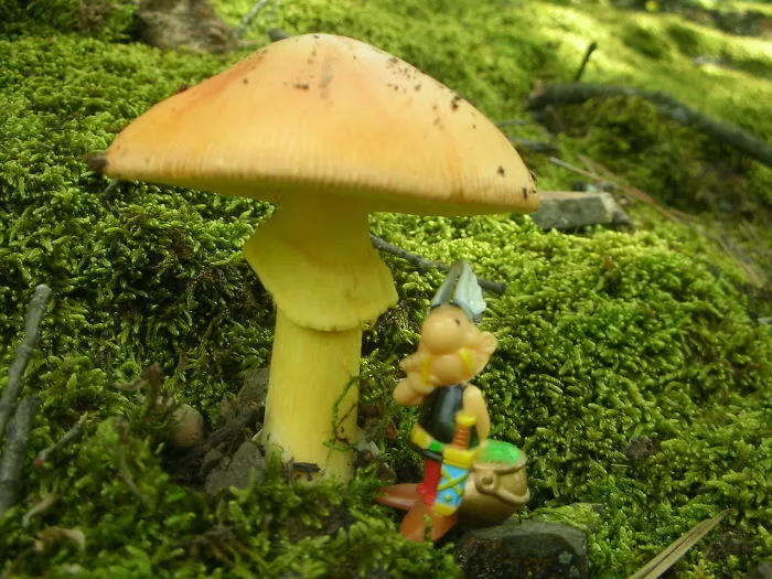 Fungi Serbia