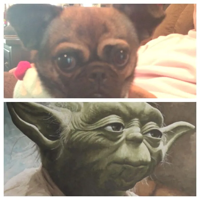 Chuy Vs. Yoda