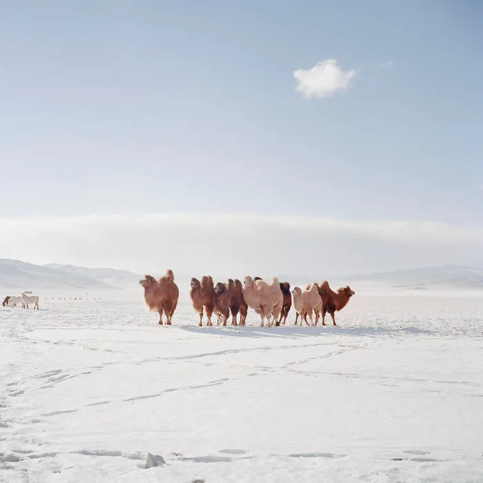 Celebrating Mongolia’s Beautiful, Brutal Winter Cold