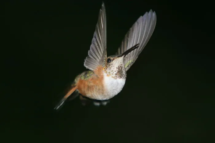 Rufous Hummingbird ,andrzej ,north Vancouver Bc