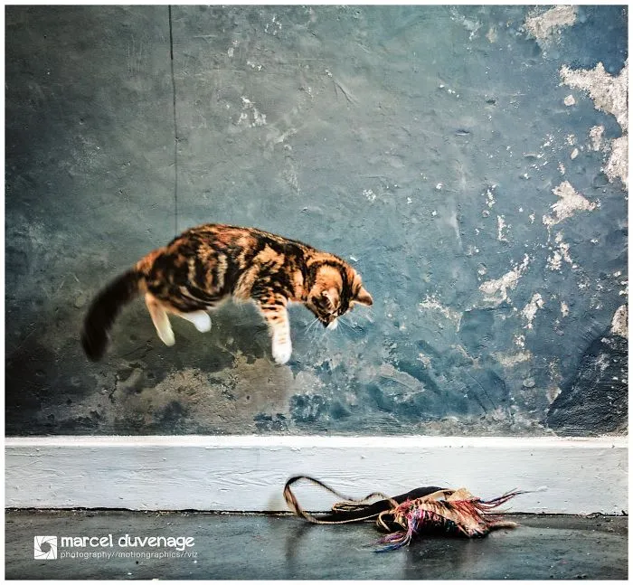 Jumping Cats At Play Look Like Ninjas 