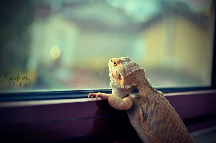 Pogona