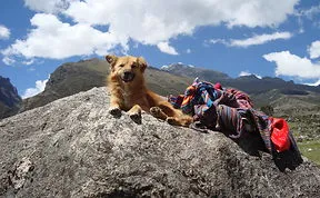 Animals In Interesting Places.