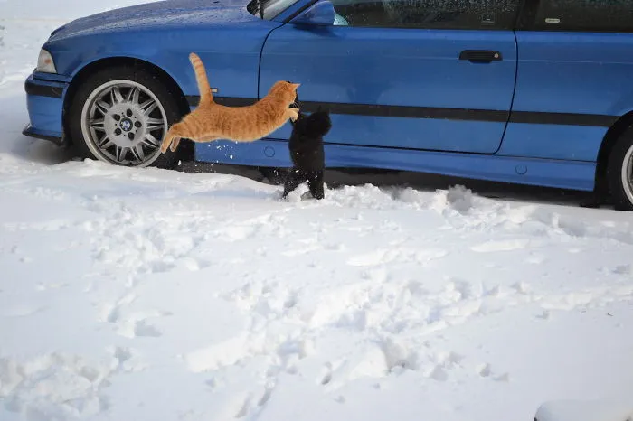 Jumping Cats At Play Look Like Ninjas 