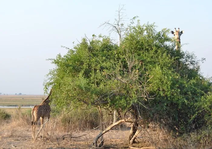 My What A Long Neck You Have...