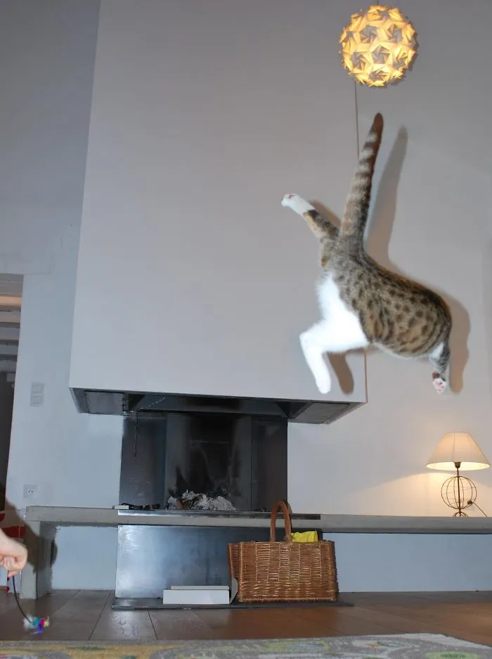 Jumping Cats At Play Look Like Ninjas 