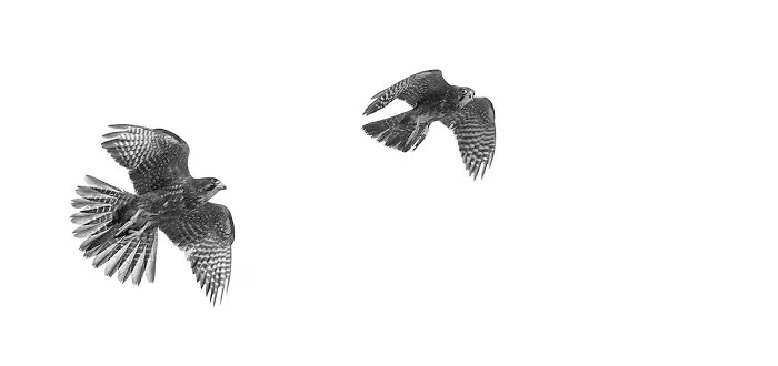 Dance Of The Falcons