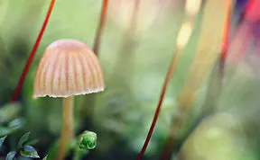 The Mystical World Of Mushrooms Captured In Photos