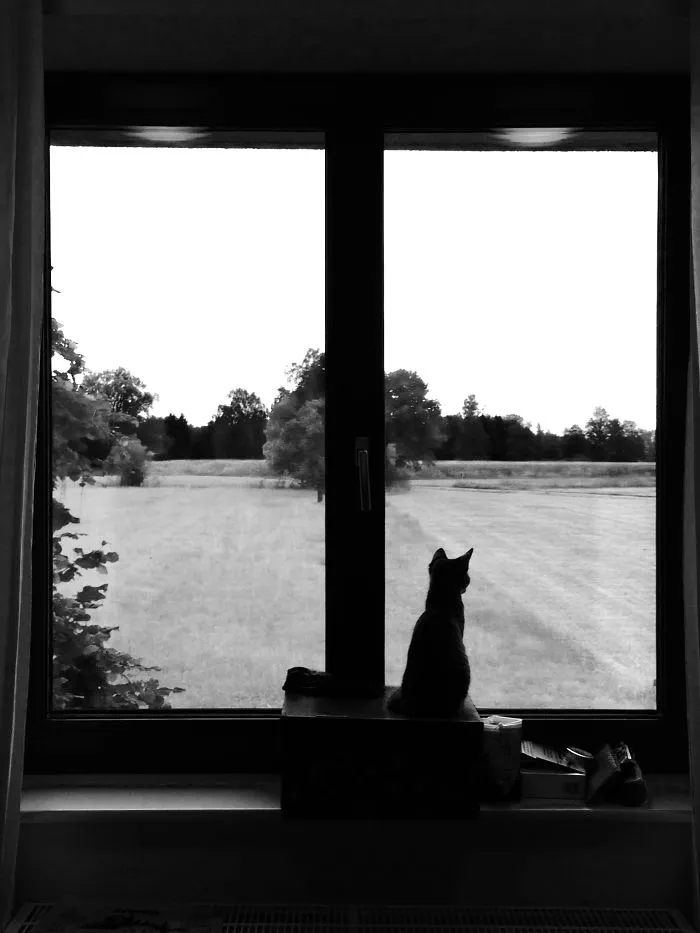 Dreamland