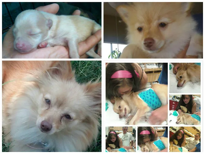 From The Day She Cam Into The World Until The Day She Was Taken Out.  Rip Bubba Lucy 2011-2013