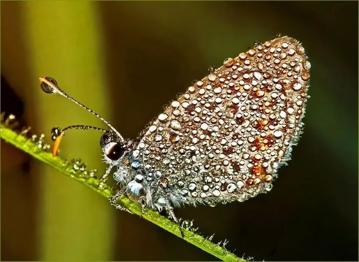 Nature Has Its Own Way Of Design ! Dew Drops