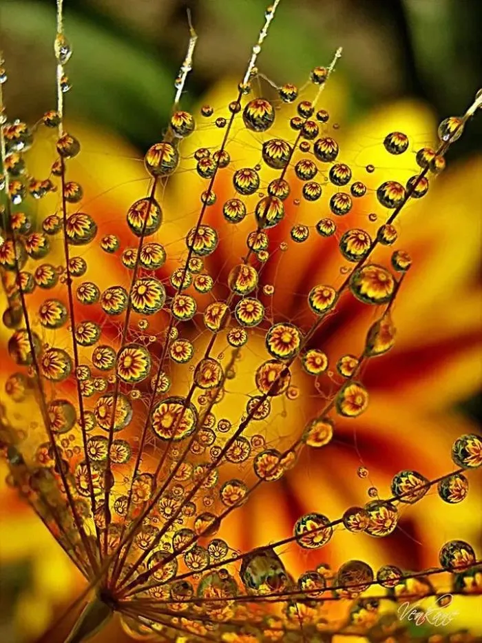 Dew Strings