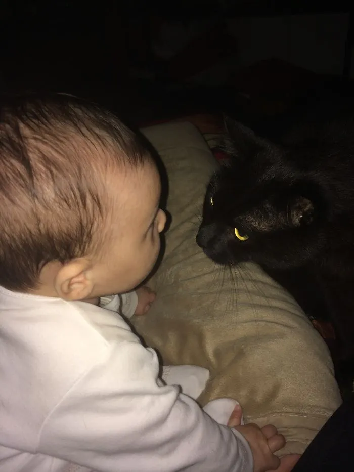 179 Heartwarming Photos Of Kids Playing With Their Cats