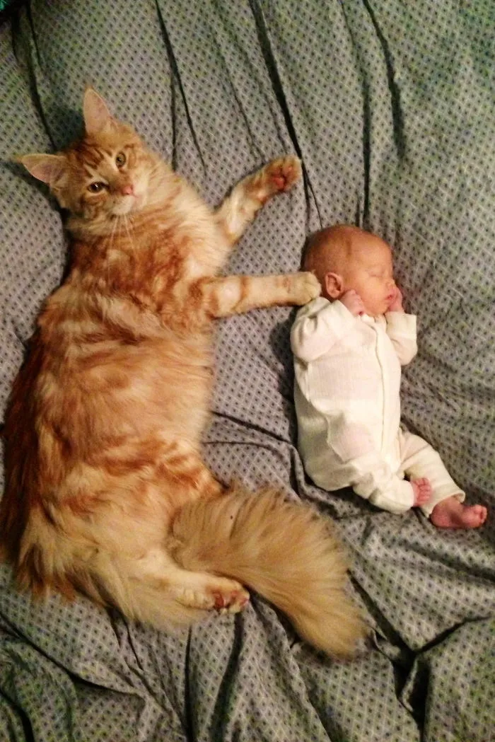 179 Heartwarming Photos Of Kids Playing With Their Cats