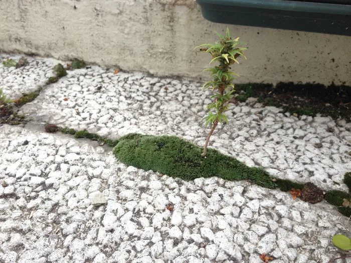 Marihuana Salvaje En La Terraza