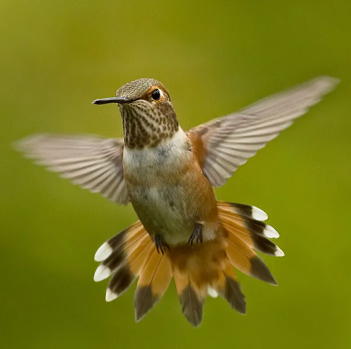 Hummingbirds