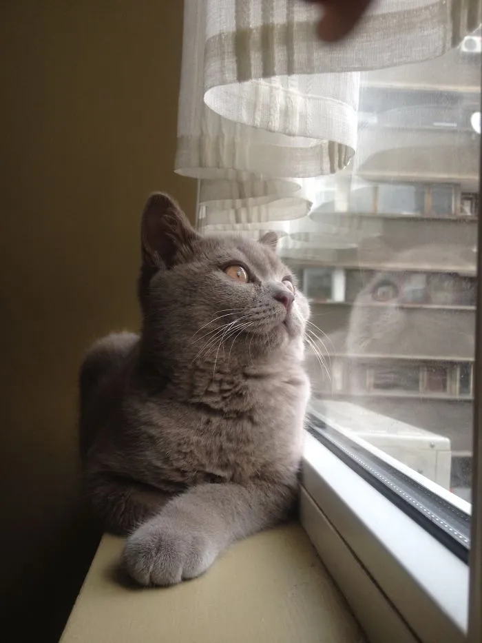 Muffin