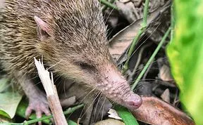 Tenrec Ecaudatus, Malagasy Hedgehog