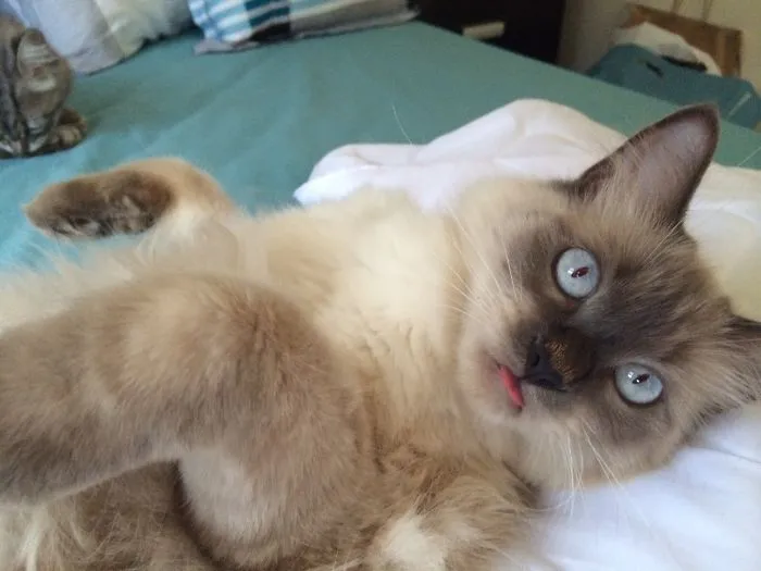 Dopey Ragdoll!