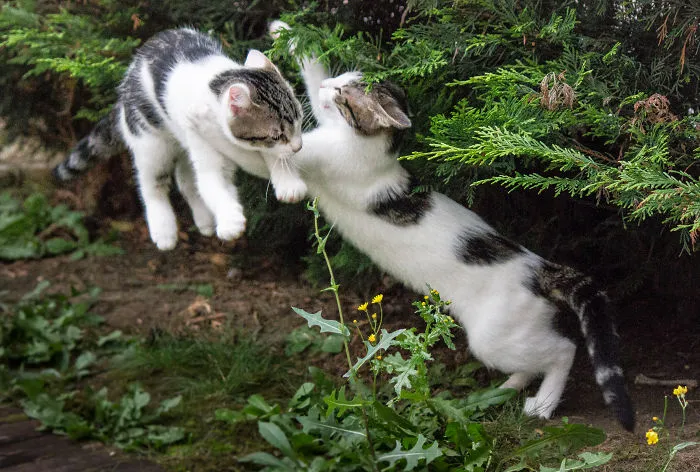 Jumping Cats At Play Look Like Ninjas 