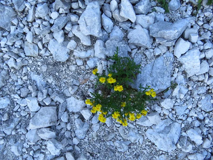 Piatra Craiului
