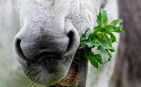 "photogenic" Donkey .