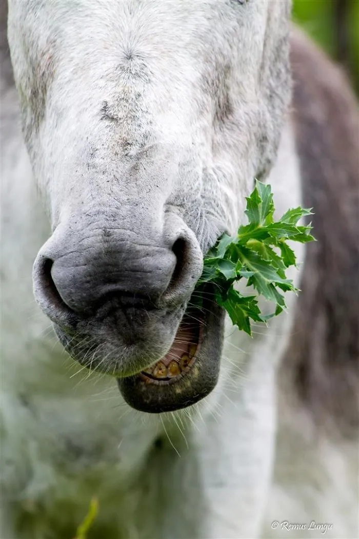 "photogenic" Donkey .