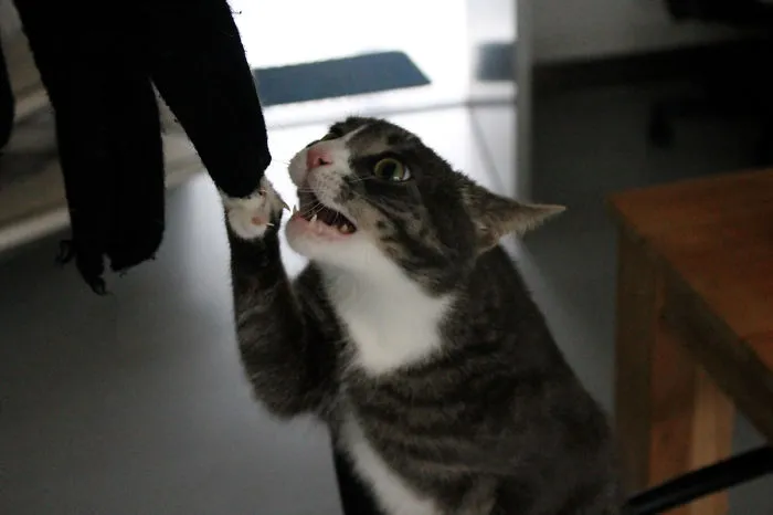 Jumping Cats At Play Look Like Ninjas 