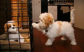 Let Me Back In, My Stuffed Puppy Twin!