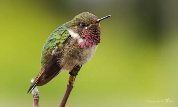 Volcano Hummingbird