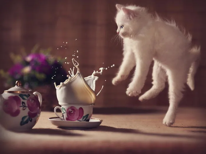 Jumping Cats At Play Look Like Ninjas 